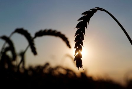 俄烏戰爭可能影響烏克蘭糧食出口