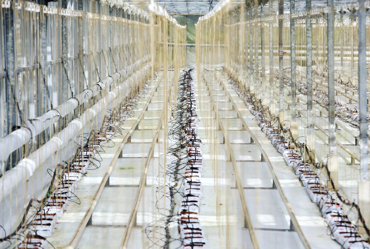 英國黃瓜危機：能源價格飆升使英國種植溫室空置