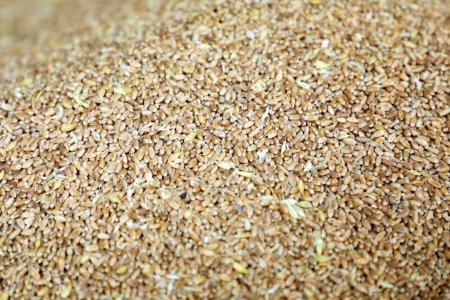 歐盟計劃在北非和巴爾干地區通過糧食外交對抗俄羅