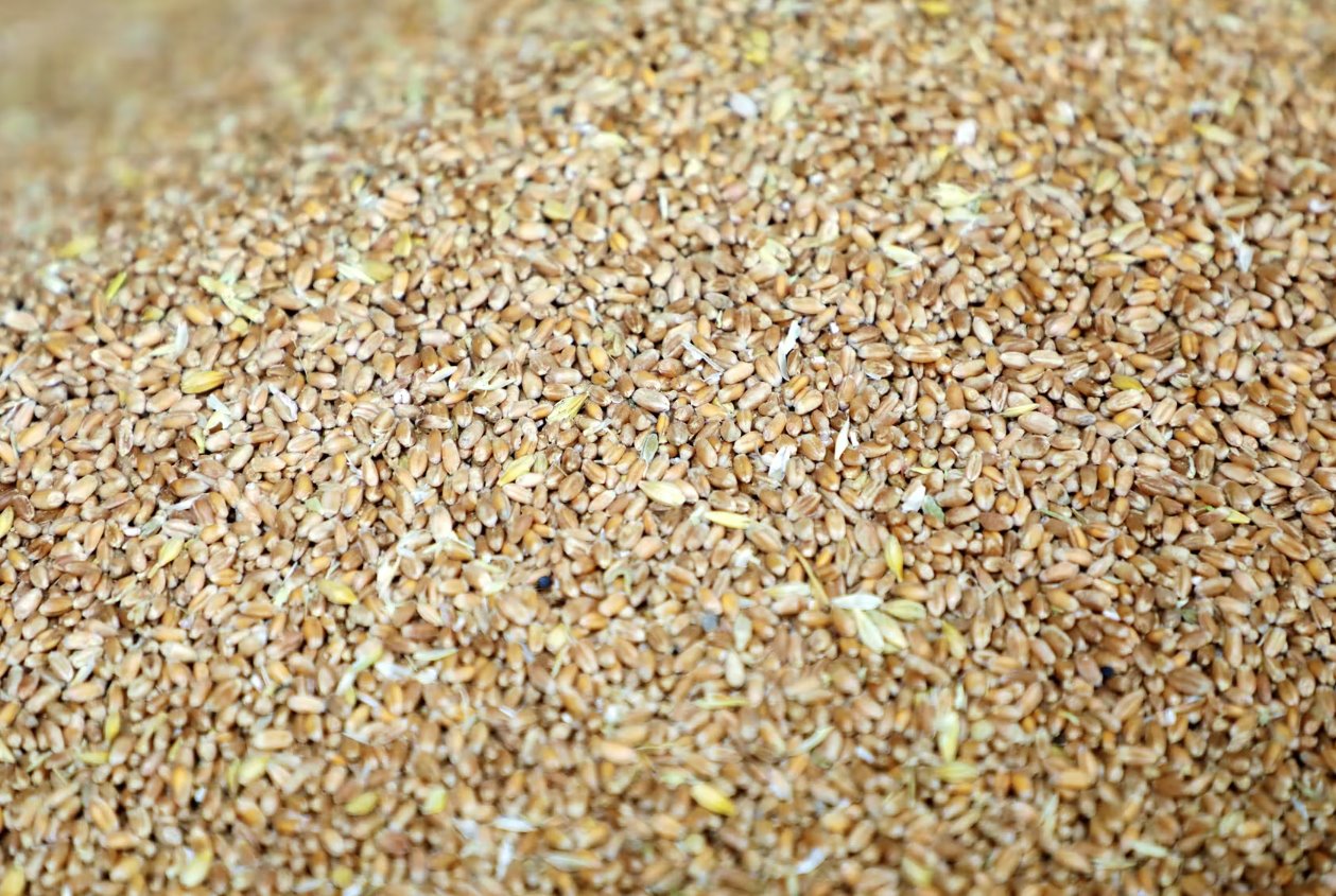 歐盟計(jì)劃在北非和巴爾干地區(qū)通過糧食外交對抗俄羅斯