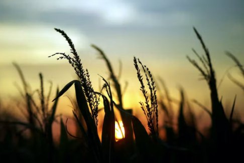 COP27：農場氣候創新承諾翻倍至80億美元