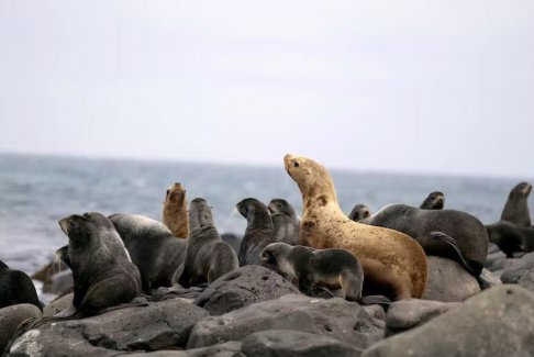 COP27氣候談判被視為下個月聯合國自然峰會取得成功