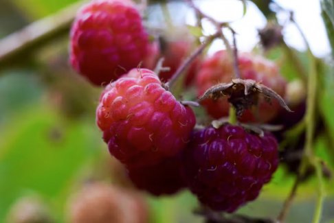 智利調查在美國召回的甲型肝炎病毒覆盆子