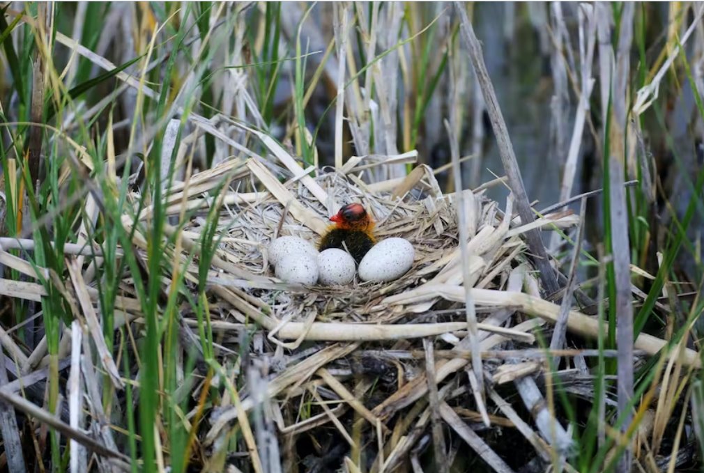 保護生物多樣性的資金微乎其微