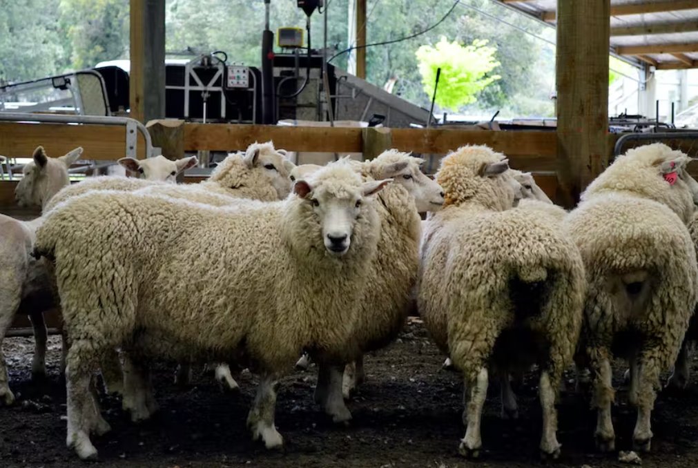 新西蘭宣布改變農業碳排放計劃以幫助農民