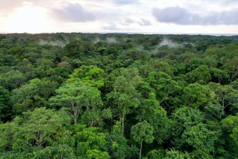 全球二氧化碳清除總量每年達(dá)20億噸