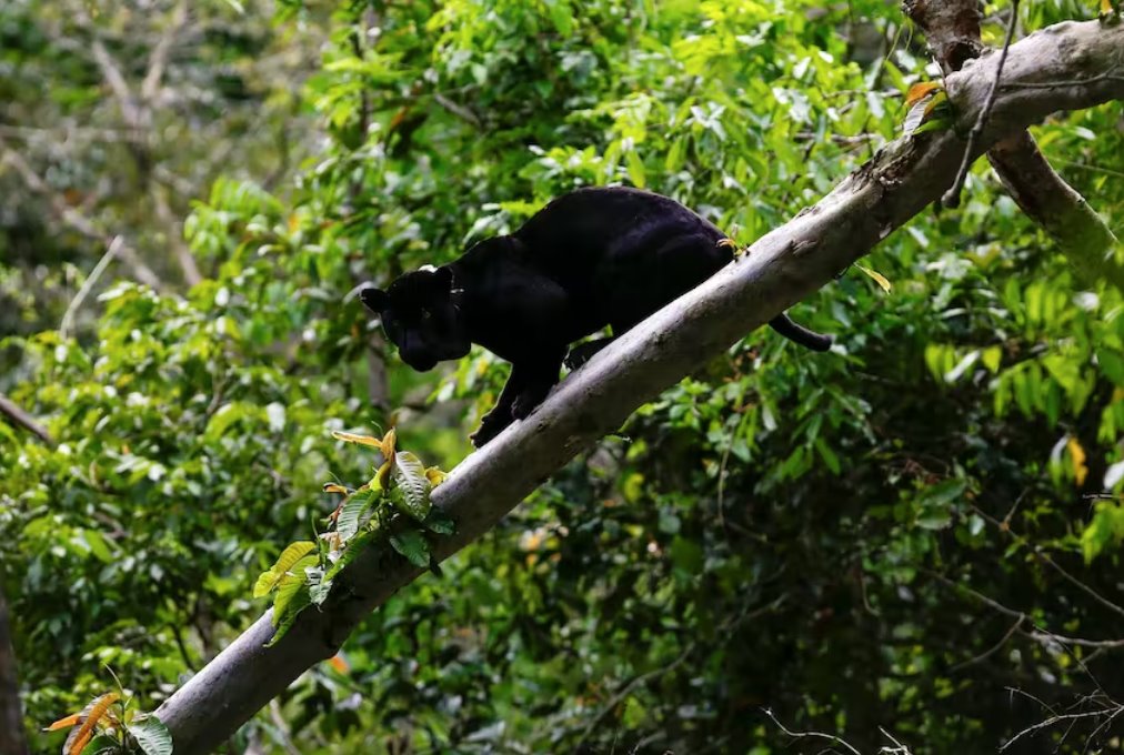 巴西總統盧拉呼吁法國總統馬克龍出席亞馬遜國家峰會