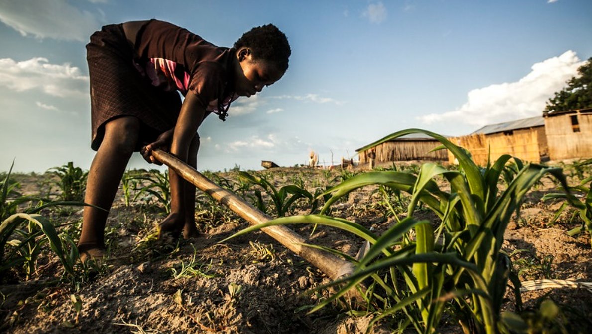 一名年輕女子在冬玉米地里除草