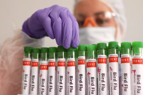 巴西調查了另外四起野生鳥類疑似禽流感病例