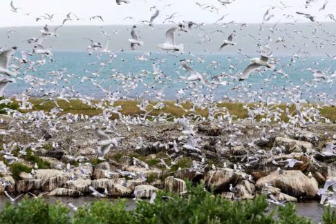 挪威和芬蘭抗擊禽流感的迅速蔓延