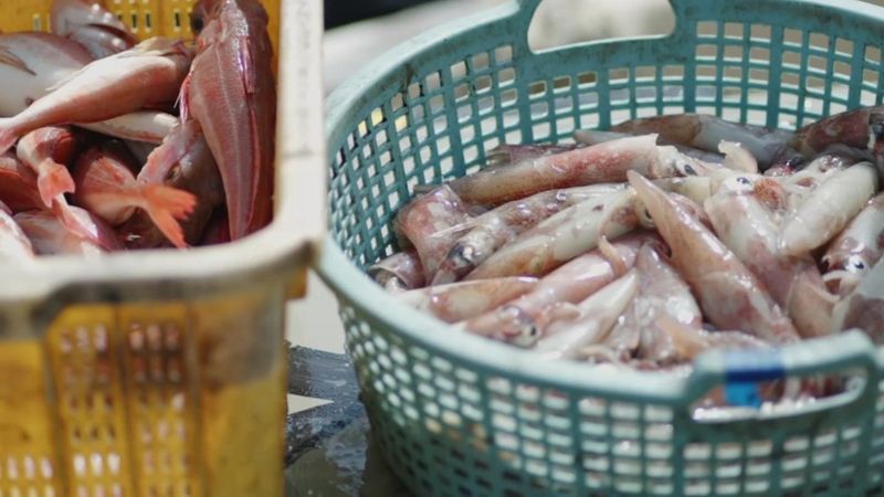 福島縣某漁港剛卸下的漁獲，福島縣漁民擔憂排放核廢水將延展地方漁業所遭受的污名。