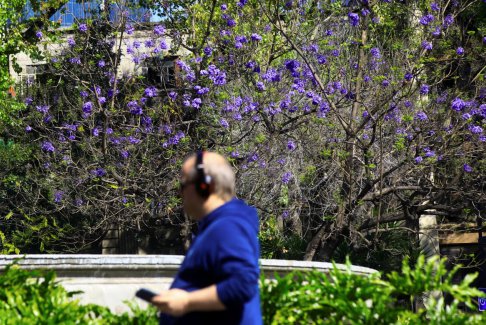 藍花楹提早綻放引發(fā)墨西哥氣候變化爭論