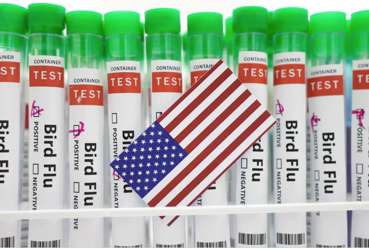 在這張2023年1月14日的插圖中可以看到標(biāo)有“禽流感”的試管和一張美國(guó)國(guó)旗顏色的紙。
