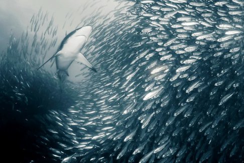 南非的沙丁魚洄游正在發生變化