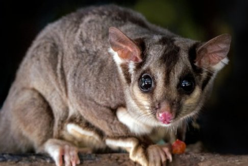 女子攜帶寵物蜜袋鼯飛機上逃脫導致航班延誤被拘留
