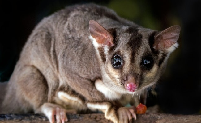 蜜袋鼯最終被抓獲,寵物主人也因違反規(guī)定被捕。