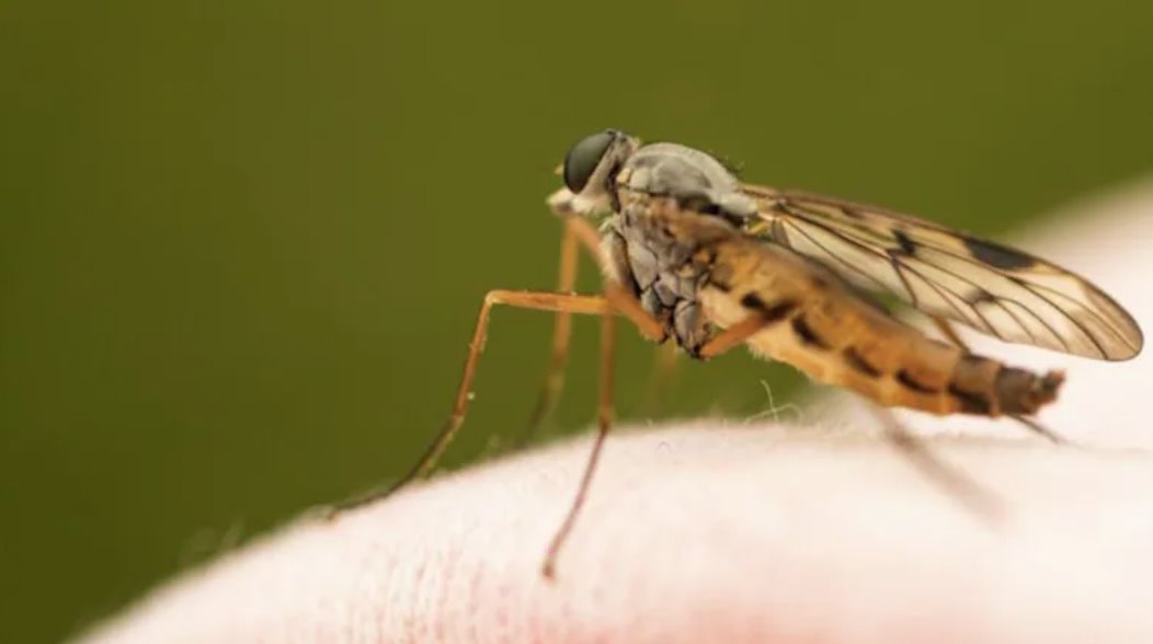 9歲澳大利亞女孩抓撓蚊蟲叮咬處后感染罕見病毒。