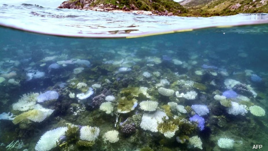 澳大利亞寧格魯礁曾是珍寶,如今卻面臨珊瑚白化危機