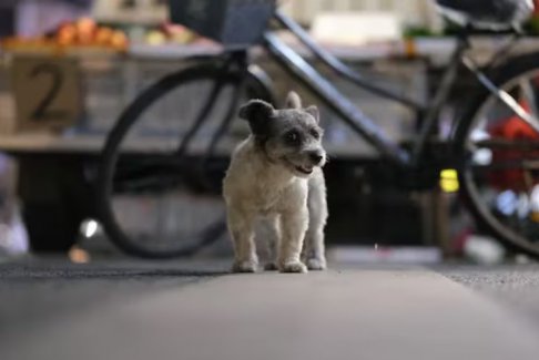 英國59歲女子被流浪小狗輕微抓傷感染狂犬病死亡