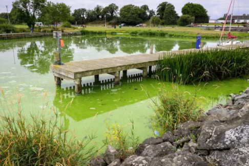 英國最大湖泊內伊湖因有毒藍藻滋生而變死湖