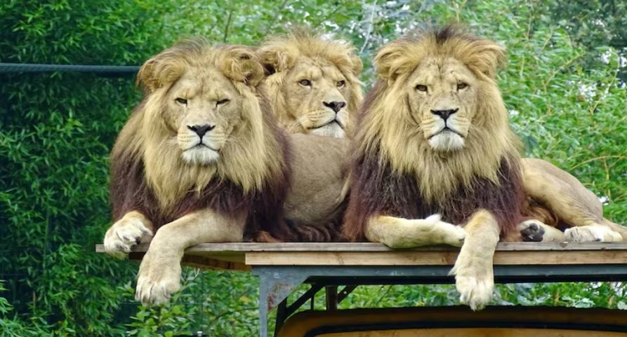 曼谷動物園飼養員被咬死