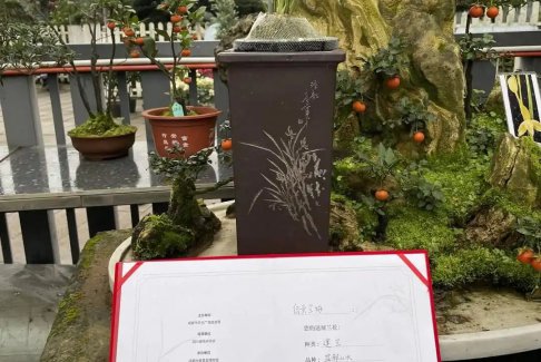 200萬一盆 “天價蘭花”誰在買