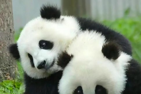 最后2只旅日大熊貓即將回國(guó)