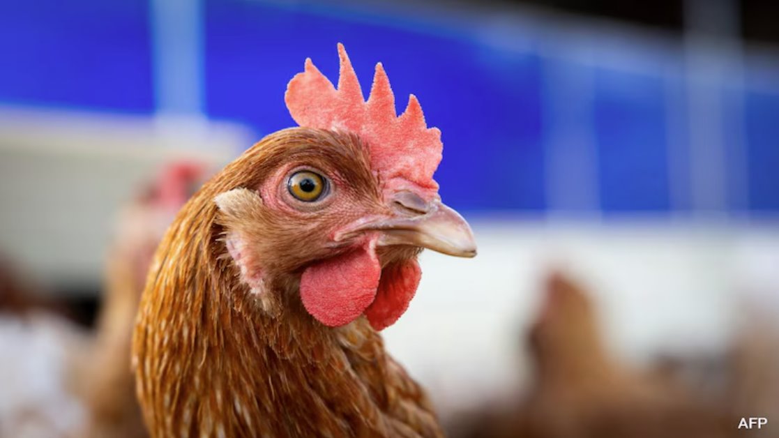 美國一名患者感染禽流感病毒，該病毒具有&ldquo;大流行潛力&rdquo;