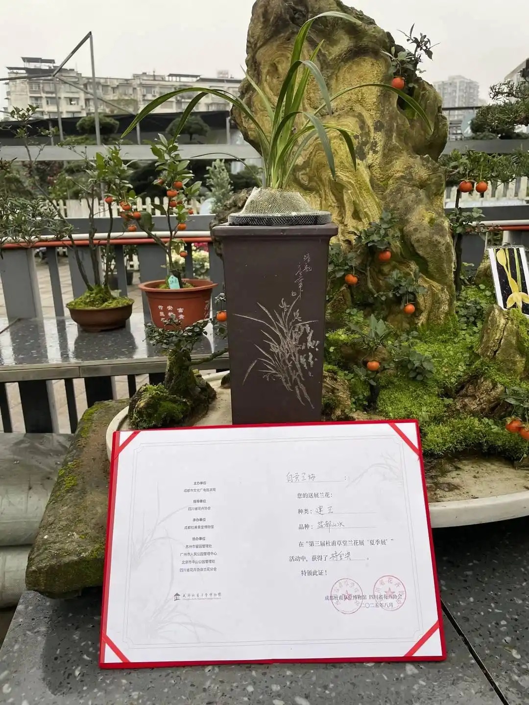 200萬一盆 “天價(jià)蘭花”誰在買