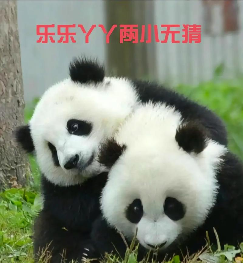 最后2只旅日大熊貓即將回國(guó)